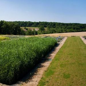 Sistema de Fitodepuración
