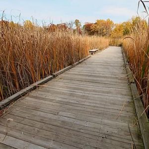 Restauración de humedales